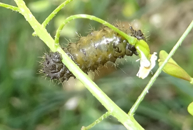 larva di........Galeruca cfr. tanaceti (Chrysomelidae)